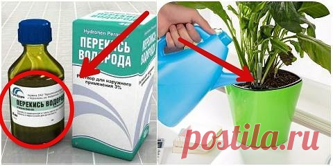 Перекись водорода для комнатных растений