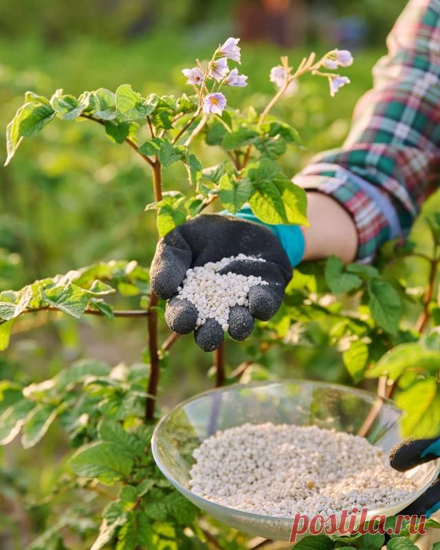 Что нужно класть в лунку, когда сажаешь картошку — Домашние заботы