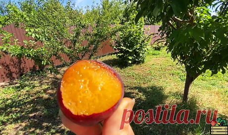 Ни капли не жалею, что посадил на своей даче шарафугу. В разы вкуснее сливы и абрикоса. А плодоносит в 3 раза сильнее | Удачный урожай | Дзен