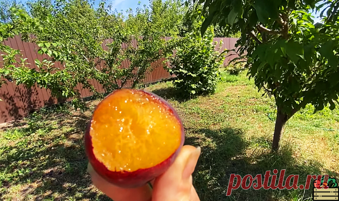 Ни капли не жалею, что посадил на своей даче шарафугу. В разы вкуснее сливы и абрикоса. А плодоносит в 3 раза сильнее | Удачный урожай | Дзен