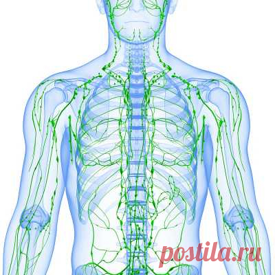 Золотые рецепты фитотерапии: очищение лимфы в один прием. На страже чистоты твоего организма. — 1001-СОВЕТ А я думал что такое лимфома - но это оказывается рак лимфы!