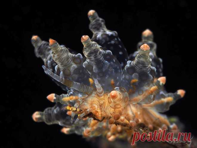 Eubranchus ocellatus Nudibranch size: 20 mm.