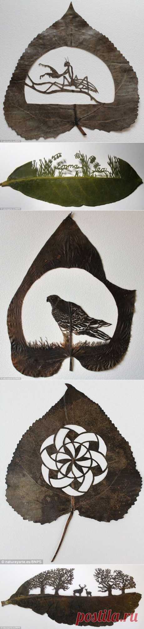 Carving On The Leaves By Lorenzo Duran (11 Photos)