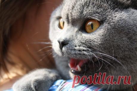 Гельминты у кошки: зачем и как правильно глистогонить кота?