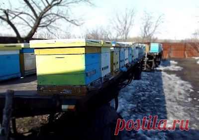 Работы пчеловода весной | Мое подворье