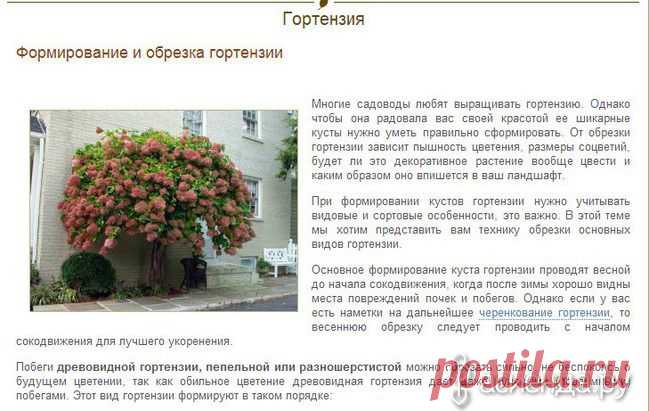 Формирование и обрезка гортензии: Группа Декоративные деревья и кустарники