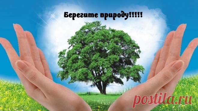 Картинки на тему «Берегите природу!» (36 фото) ⭐ Забавник