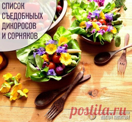 Список съедобных дикоросов, сорняков и других полезных растений
🌱 Сорняки и дикорастущие травы:
- амарант (щирица)
- лебеда (марь белая)
- портулак
- звездчатка (мокрица)
- крапива
- одуванчик
- подорожник
- сныть
- клевер (с ограничениями)
- пастушья сумка
- спорыш
- заячья капуста
- осоп огородный (не путать с колючим!)
- просвирник
- цикорий
- тысячелистник
- яснотка белая, пурпурная (глухая крапива)
🌱 Огородная зелень:
- щавель
- шпинат
- сельдерей
- черемша
- мангольд (листовая свекла