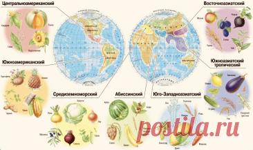 Центры происхождения культурных растений: теория Н. Вавилова и современность