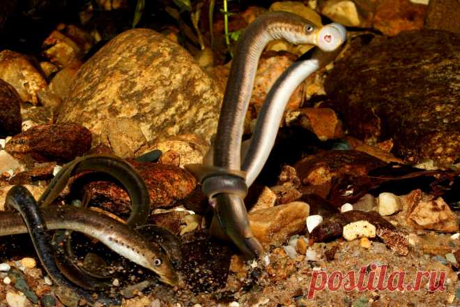 Рыба кровопийца, достаточно дорогая и при этом не ловится обычными снастями | РЫБАЛКА С МИХАЛЫЧЕМ | Яндекс Дзен