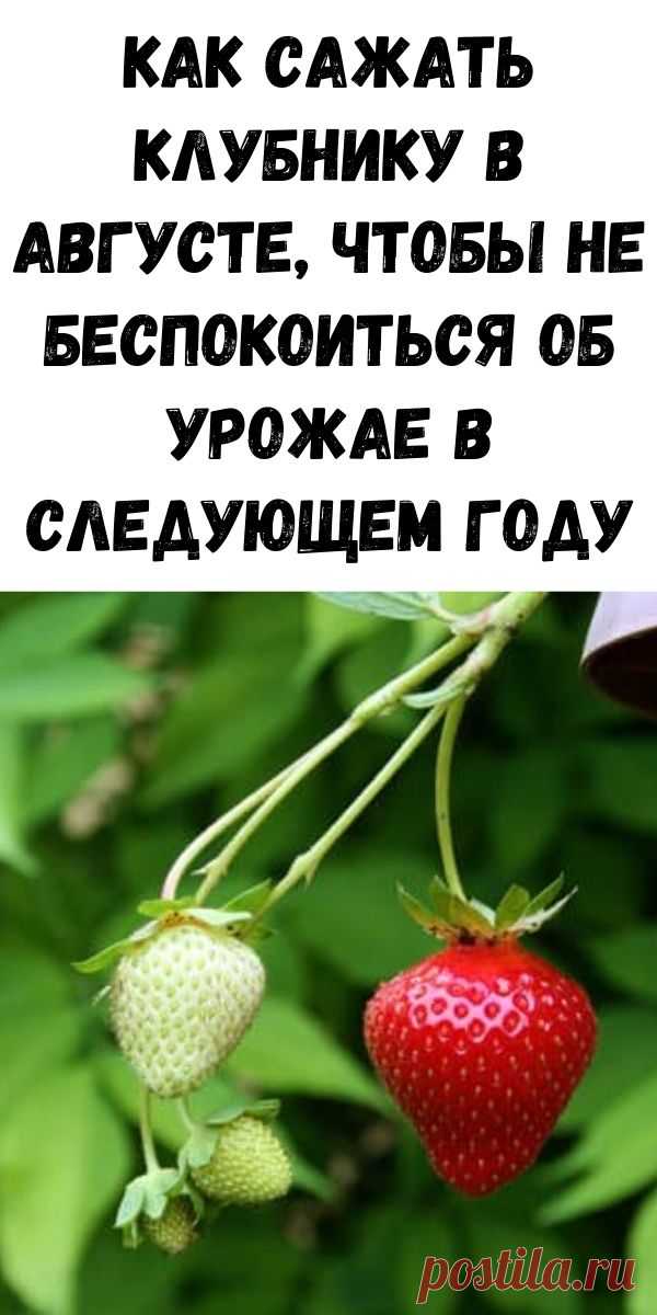 Как сажать клубнику в августе, чтобы не беспокоиться об урожае в следующем году. Огород и дача своими руками - Журнал для женщин