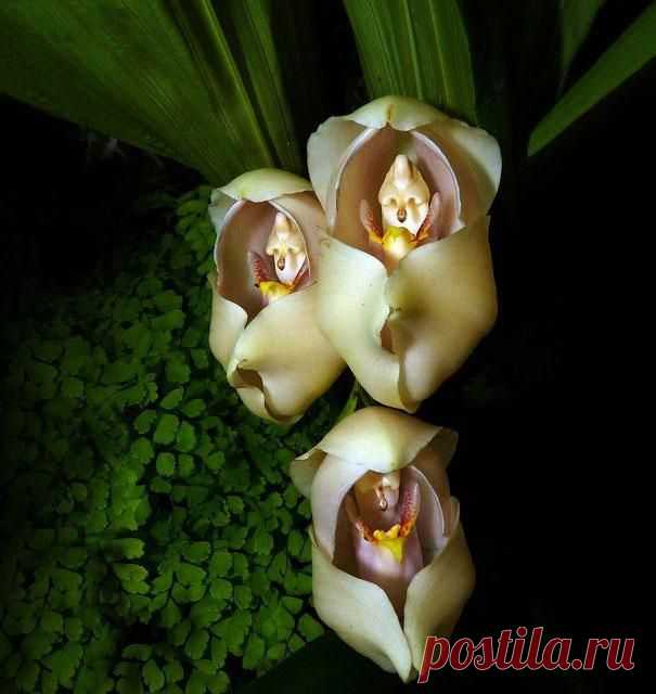 Цветы, которые выглядят, как нечто иное.