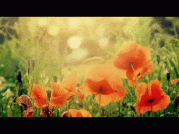 gJQM4Y.gif (360×270)