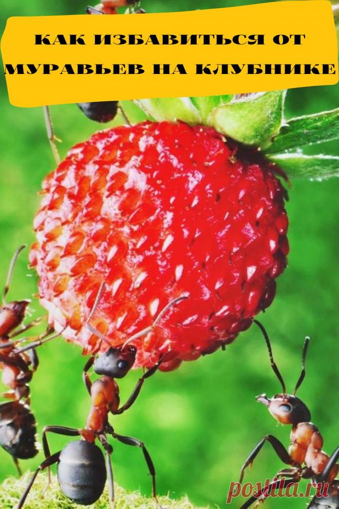 как избавиться от муравьев на клубнике