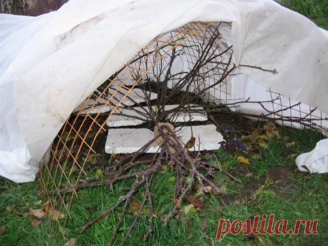 Какие цветы укрывать на зиму

В октябре с наступлением первых заморозков надо укрыть клематисы. Снимите их с опоры и кольцом уложите на землю. Сверху накройте лапником, на него насыпьте сухие листья и положите еще лапник, чтобы не разлетались листья.
Можно над уложенными на землю растениями поставить деревянный или пластмассовый ящик, засыпать его листьями и укрыть ветками.