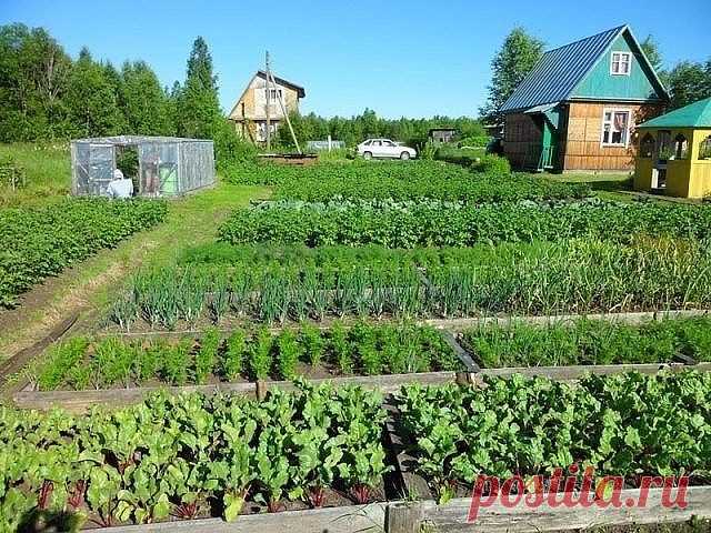 ПАМЯТКА  ОГОРОДНИКА

Лук:
- Перед посадкой: 1 ст.ложка соли на 1 литр воды залить на 3 часа.
- После соли: темный раствор марганцовки на 2 часа. Обязательно промыть.
- От луковой мухи: 1. Появился первый листочек 1) Проливаем водой. 2) Полив 2 ст.ложки нашатырный спирт на ведро воды (3 лейки на 6п.м.грядки) 3) Проливаем водой. 2. Через 10-14 дней. По той же схеме полив 1ст.ложка соли на 1 литр воды 3. Через 10 дней. По той же схеме полив крепким р-ром марганцовки.

— Подко...