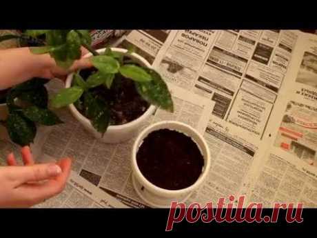 Аукуба японская. Размножение