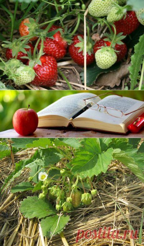 Откажитесь от копки-перекопки — Копилочка полезных советов