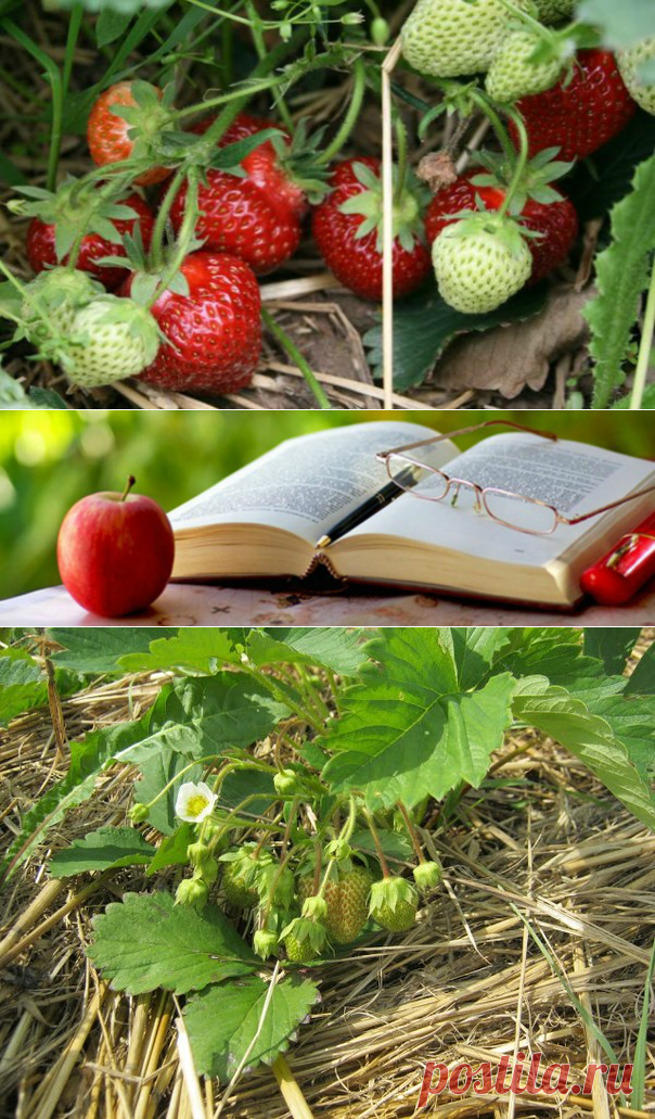 Откажитесь от копки-перекопки — Копилочка полезных советов