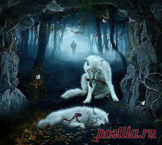 Волки выбирают пару один раз в жизни.Потеряв свою половинку, умирают от тоски. Они не предают. Волк - сила и преданность, страсть и ярость, любовь и свобода.