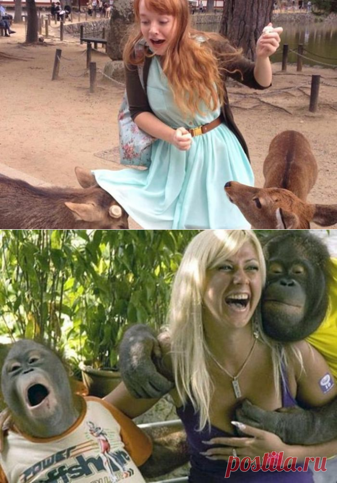 Животные пытаются раздеть девушек - Не только мужчинам интересно взглянуть на женщин без одежды, порой это нравится еще и братьям нашим меньшим. Взгляните на этих забавных животных, которые пытаются стянуть одежду с девушек.