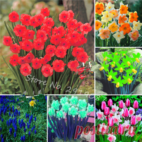 Новинка 100 шт. Нарцисс цветок Нарцисс семена поглощение излучения для дома и сада для помещений Бесплатная доставка купить в магазине Shop2919087 Store на AliExpress