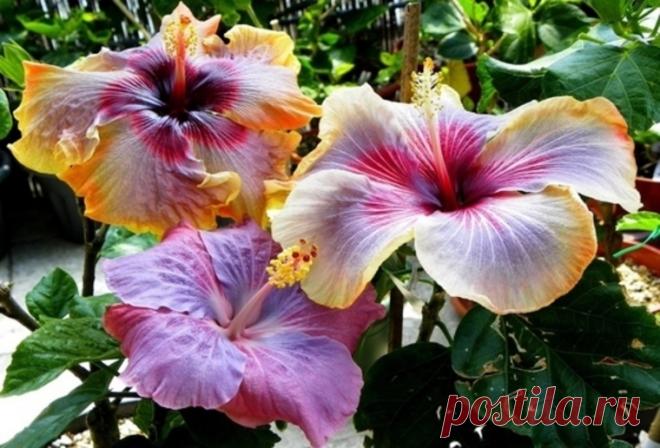 (8) Мой Мир@Mail.Ru