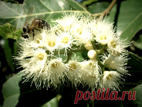 Радужный эвкалипт (Eucalyptus deglupta)