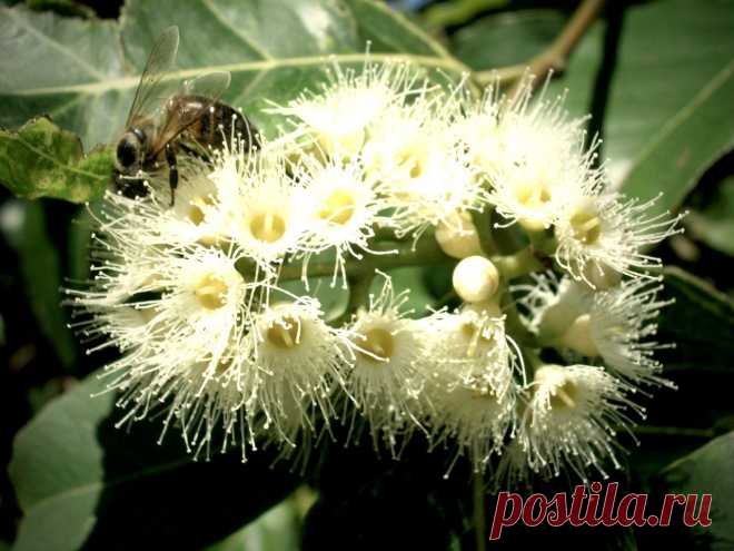 Радужный эвкалипт (Eucalyptus deglupta)