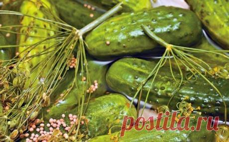 МАРИНОВАННЫЕ ОГУРЦЫ С СЕМЕНАМИ ГОРЧИЦЫ

Это рецепт очень вкусных маринованных огурцов, которые получаются хрустящими, ароматными, прекрасно хранятся в теплых городских квартирах.

Огурцы небольшие - 4 кг;
Чеснок - 6 зуб.;
Укроп с зонтиками - 1 пуч.;
Хрен (листья и корень) - 2 шт;
Перец горький зеленый - 1-2 шт;
Горчица (зерна) - 1 ст.л.;
Вода - 3 л;
Соль (крупная) - 3 ст.л.;
Сахар - 6 ст.л.;
Уксус 9% - 300 мл;
Перец душистый горошком - 5-6 шт;
Перец черный горошком - 5 шт;...