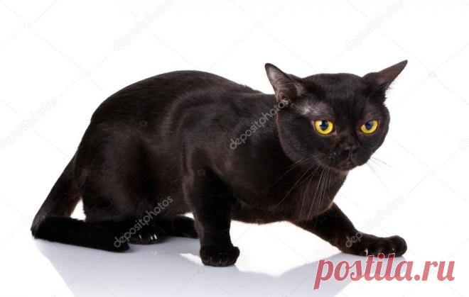 Изображения, похожие на 134364988 black cat crouched on a white background