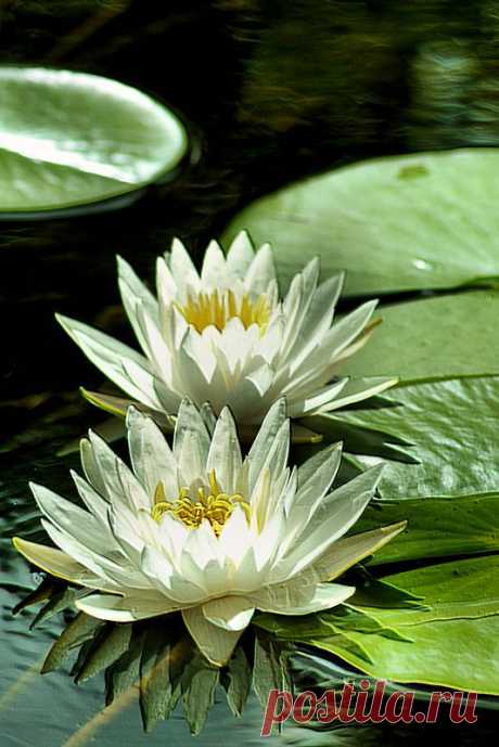 water lilies  |  Pinterest • Всемирный каталог идей