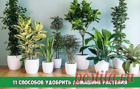 ОДИННАДЦАТЬ СПОСОБОВ УДОБРИТЬ ДОМАШНИЕ РАСТЕНИЯ

1. Подкормка сахаром
1 чайную ложку сахара равномерно насыпают на поверхность земли перед поливом. Или разводят 2 чайные ложки сахара на стакан воды. Такую подкормку проводят раз в неделю.

2. Подкормка яичной скорлупой
Яичная скорлупа богата кальцием, а кальций нейтрализует кислотность. Поэтому при внесении минеральных удобрений, которые повышают кислотность почвы, для нейтрализации добавляют скорлупу. Скорлупу сырых яиц хо...