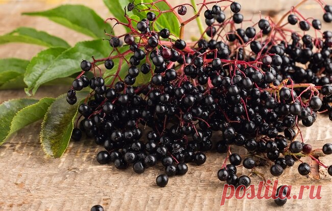 Лучшие пять натуральных средств, которые убивают вирусы | С миру по биту | Яндекс Дзен