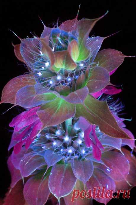 (10) Pinterest