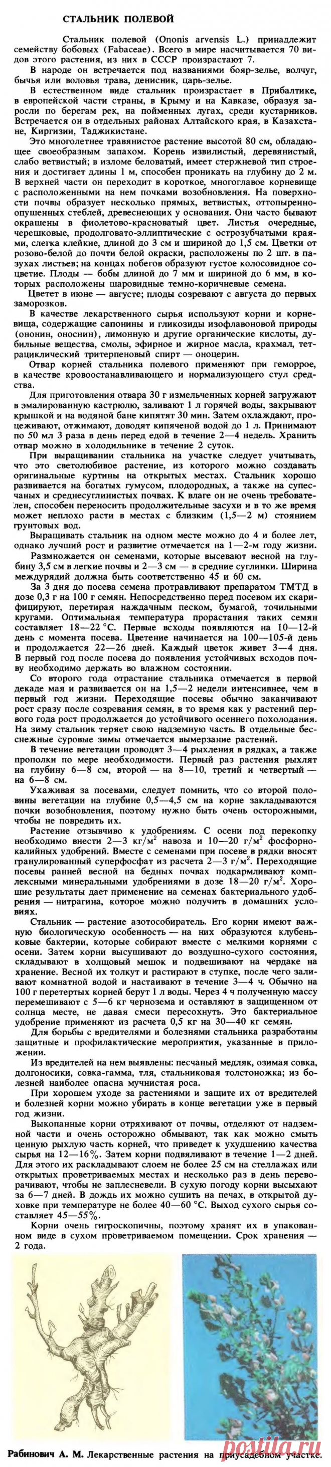 Стальник полевой