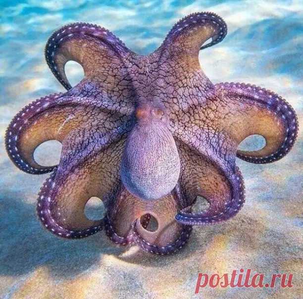ღОсьминог в атакующей позе..
