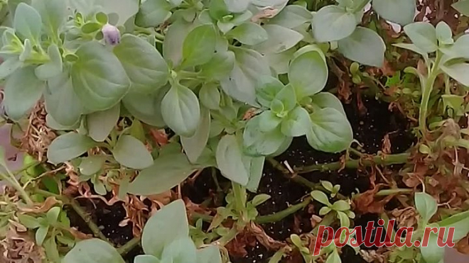 Что можно, а что и не нужно)))