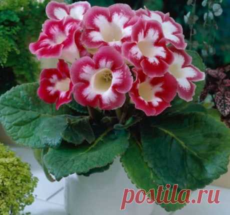 Глоксиния: виды комнатных цветов, их описание и фото