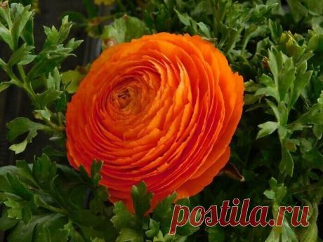 Самые невероятные растения планеты