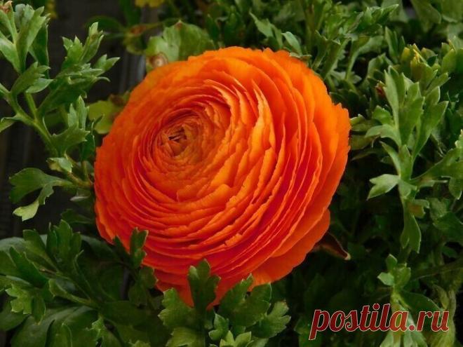 Самые невероятные растения планеты