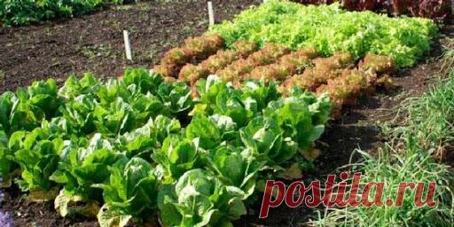 Полезное соседство овощей на грядке - Огород, сад, балкон - медиаплатформа МирТесен Овощи, зелень и цветы помогают друг другу в росте путем улучшения почвы или отпугивания вредителей друг от друга. Умная посадка обеспечит Вас большим урожаем. Подробнее