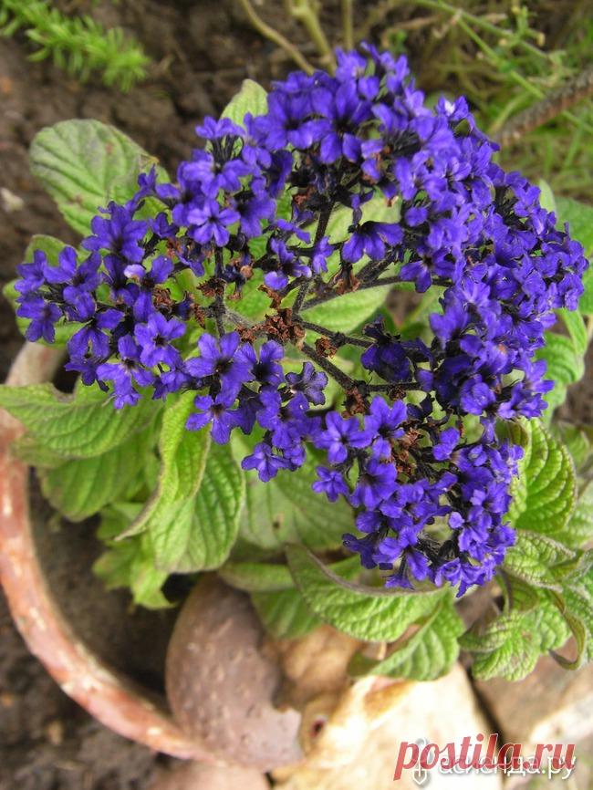 В моём саду опять зацветёт Гелиотроп!: Группа Садовые цветы и флористика