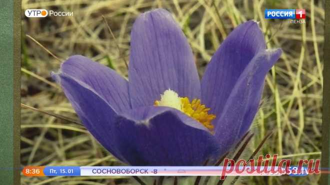 флора и фауна россии – Google Поиск