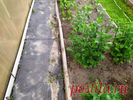 дорожки из рубероида- Тоже должно хватить лет на десять точно. Потом начнет потихоньку рассыпаться