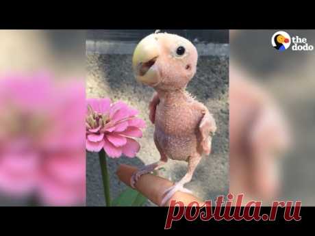 КОГДА-ТО ОНА ПОТЕРЯЛА ВСЕ ПЕРЬЯ И СТАЛА НИКОМУ НЕ НУЖНА... Будучи еще совсем маленьким, этот попугай подцепил вирусную инфекцию и лишился всего своего оперения. От лысого малыша отказалась мама и он стал никому не нужен. Никому, кроме девушки по имени Рея.

Теперь «пернатый» красавец очень любим и счастлив. А еще его хозяйка шьет для него стильные и яркие