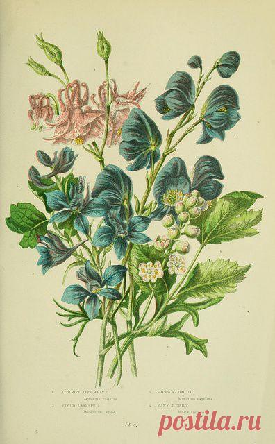 Найдено на сайте flickr.com.