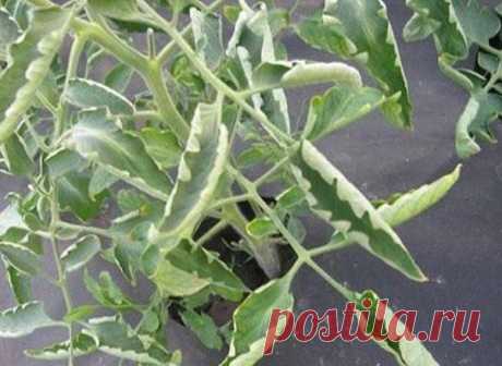 Помидоры крутятся в "лодочку" или "трубочку".