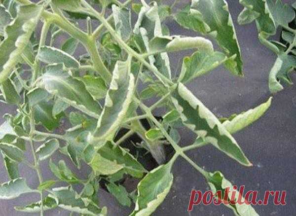 Помидоры крутятся в 