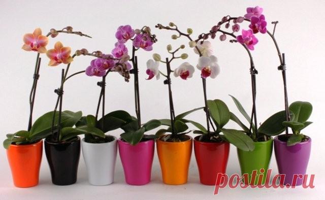 Уход за орхидеями Орхидеи – светолюбивые растения, но стоит оберегать их от прямых солнечных лучей. В летний период, в особо жаркие дни орхидеи нужно обязательно притенять, иначе они получат ожог